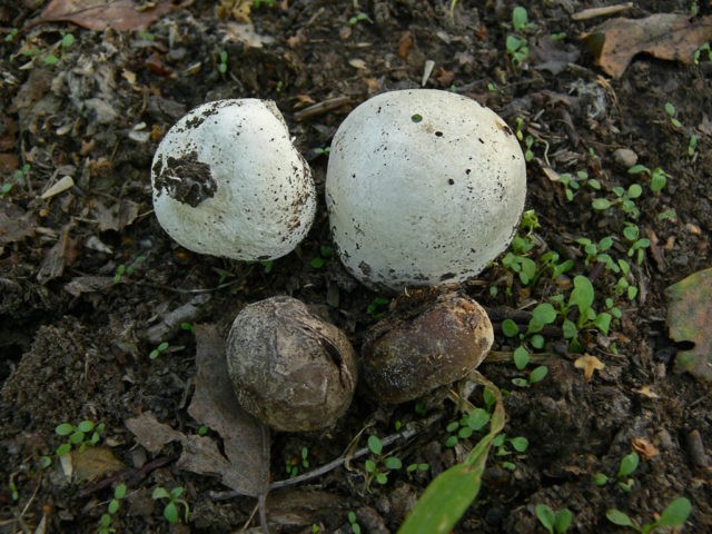 Porkhovka blackening: what it looks like, edibility