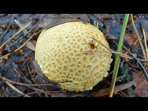 Porkhovka blackening: what it looks like, edibility