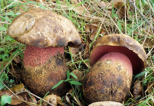 Porosporous boletus: photo and description