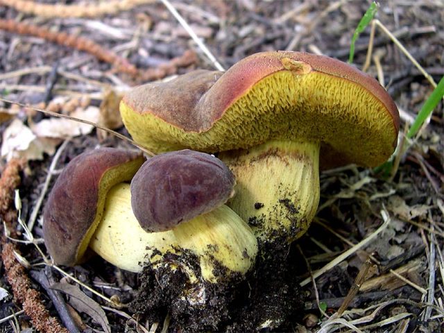 Porosporous boletus: photo and description