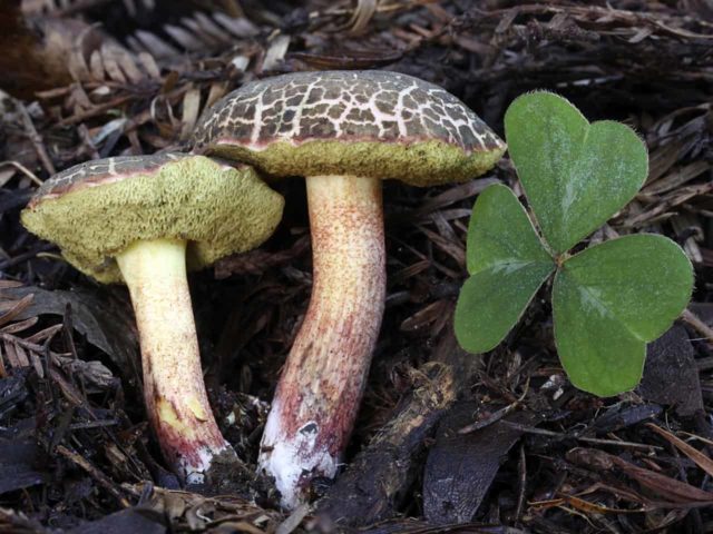 Porosporous boletus: photo and description