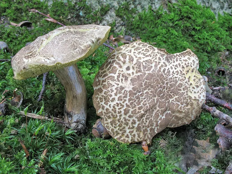 Porosporous boletus (Xerocomellus porosporus) photo and description