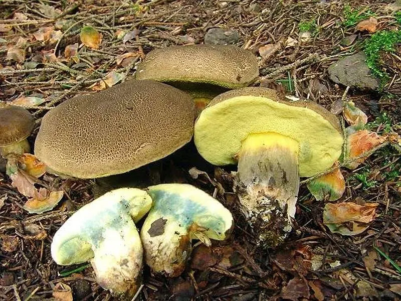 Porosporous boletus (Xerocomellus porosporus) photo and description