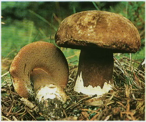 Porphyry spore (Porphyrellus pseudoscaber) photo and description