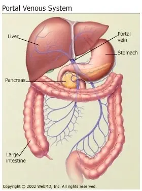 Portal vein &#8211; what functions does it perform in the human body?