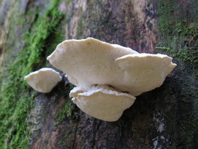 Postia astringent: description and photo, edibility