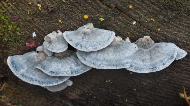 Postia bluish-gray: is it possible to eat, photo