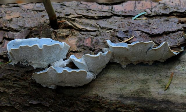 Postia bluish-gray: is it possible to eat, photo