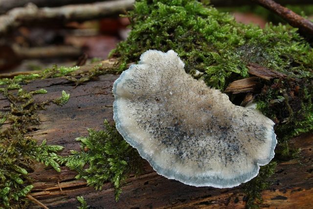 Postia bluish-gray: is it possible to eat, photo