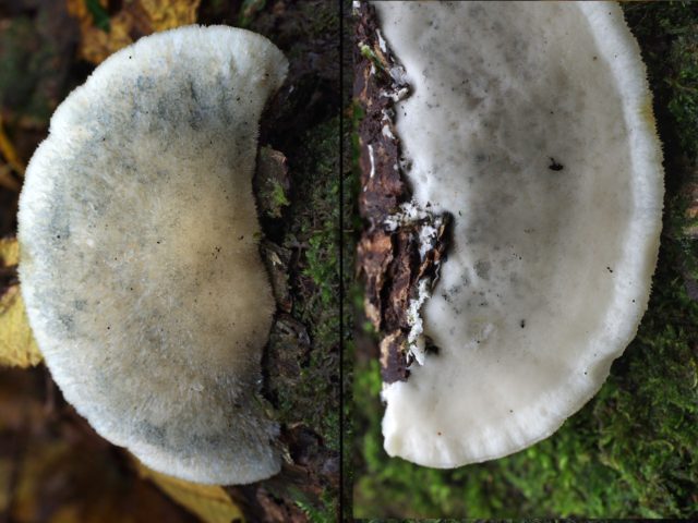 Postia bluish-gray: is it possible to eat, photo