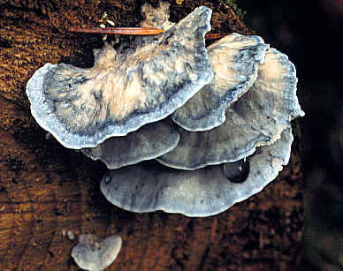 Postia bluish-gray (Postia caesia) photo and description