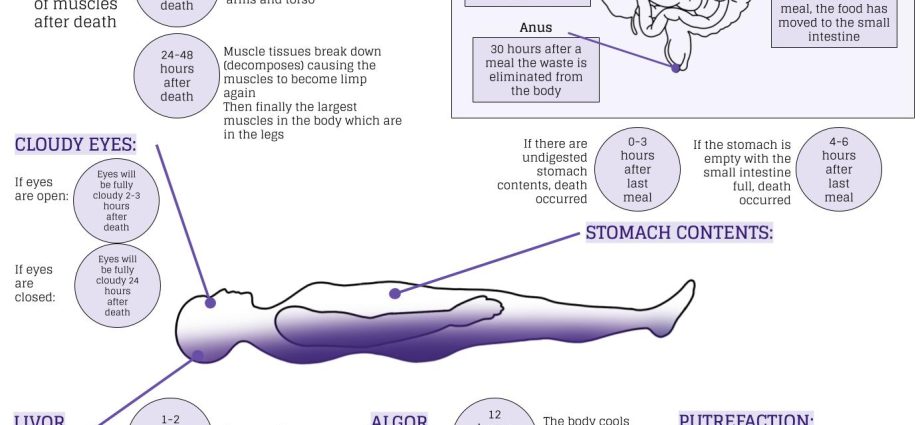 Postmortem concentration. Why does the human body stiffen after death?