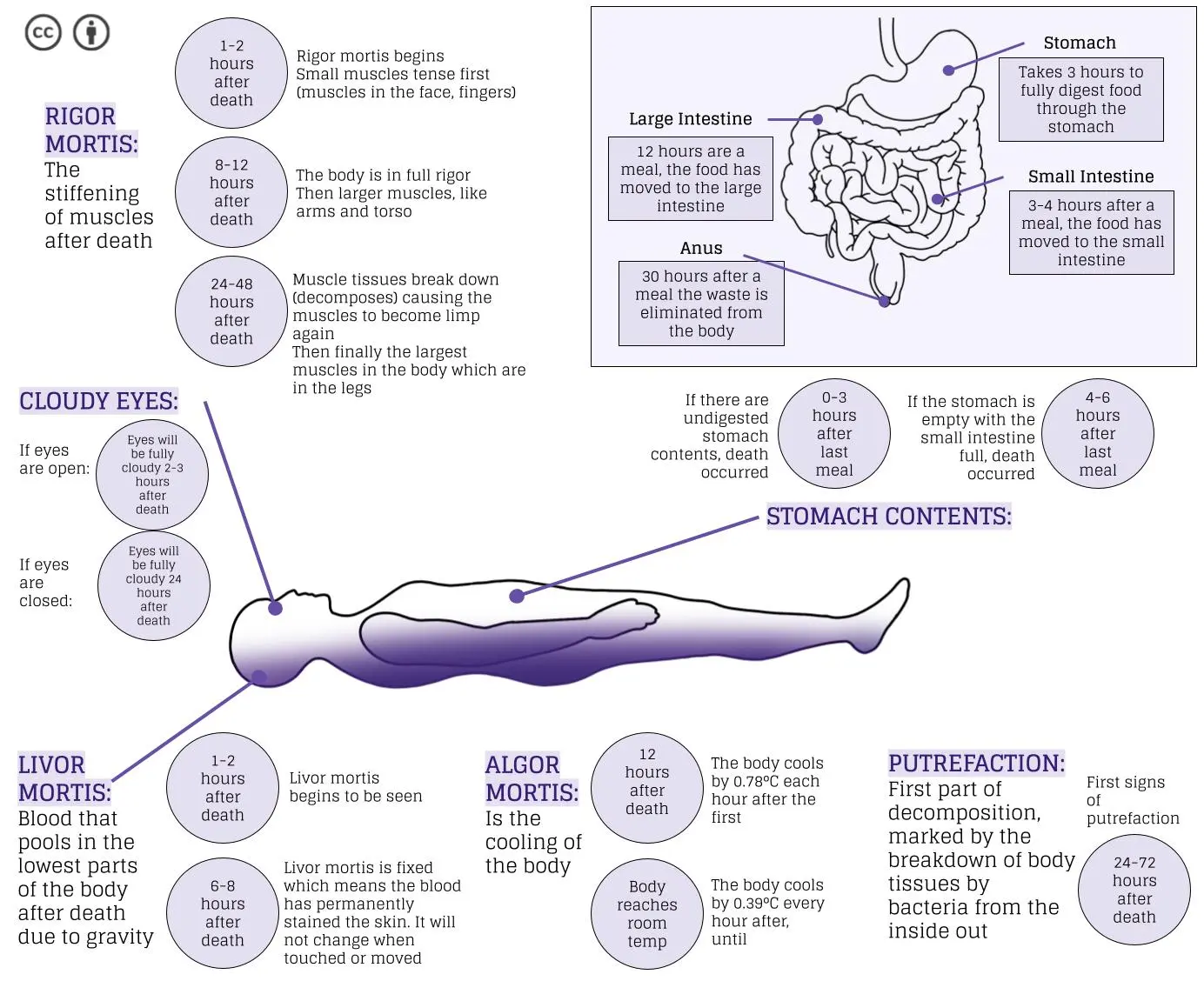 Postmortem concentration. Why does the human body stiffen after death?