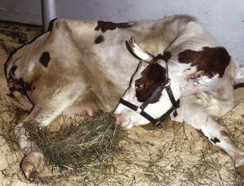 Postpartum hypocalcemia in cows