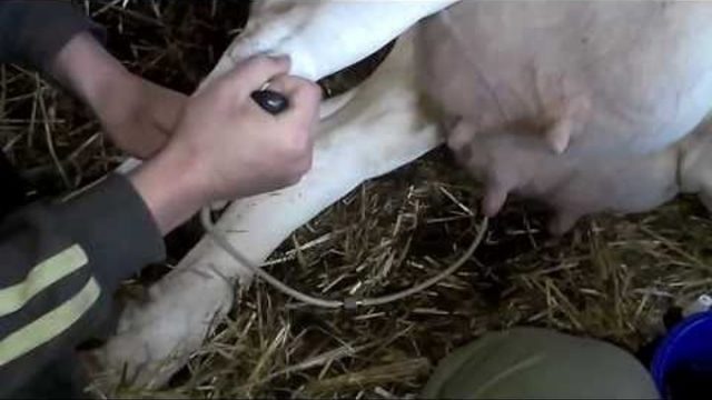 Postpartum hypocalcemia in cows