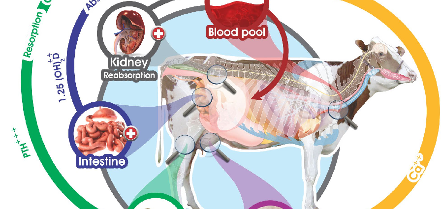 Postpartum hypocalcemia in cows