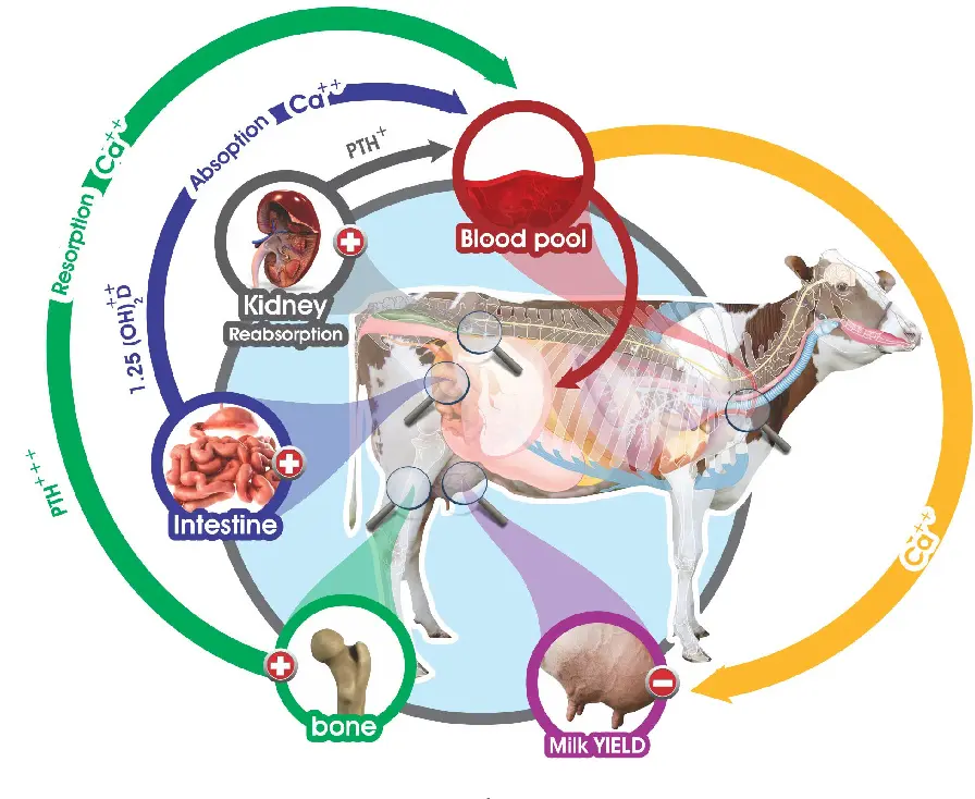 Postpartum hypocalcemia in cows