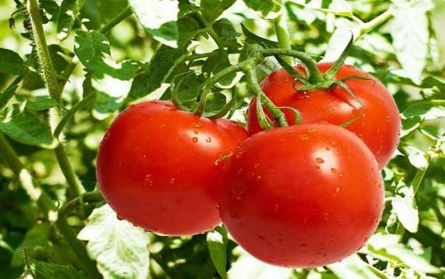 Potash fertilizers for tomatoes 