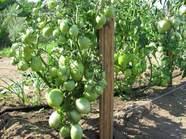 Potash fertilizers for tomatoes 