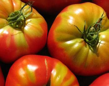 Potash fertilizers for tomatoes 