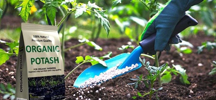 Potassium chloride fertilizer: application in the garden and vegetable garden