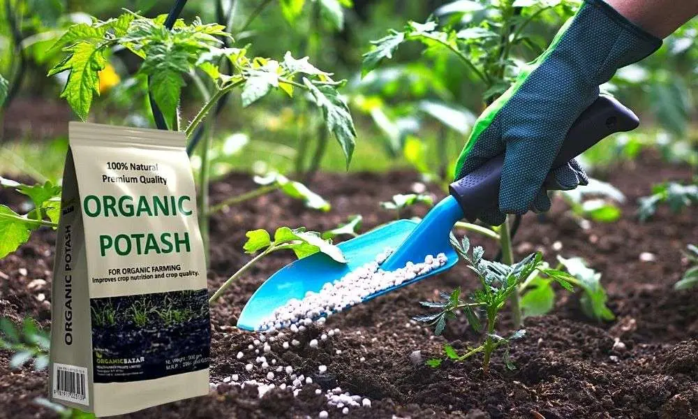 Potassium chloride fertilizer: application in the garden and vegetable garden