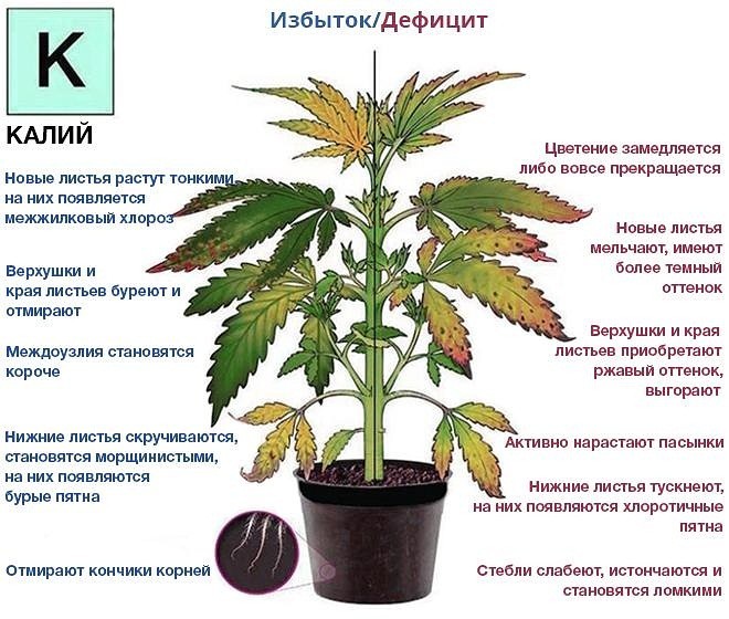 Potassium humate: instructions for use (vegetable, green, fruit and berry, garden, indoor plants) + varieties