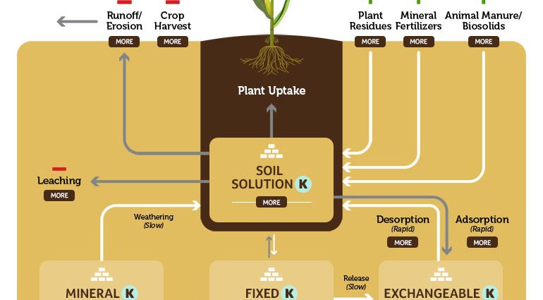 Potassium magnesia fertilizer: application in horticulture