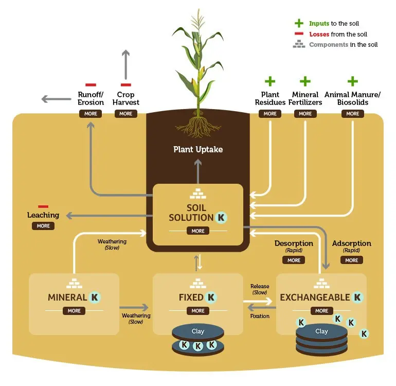 Potassium magnesia fertilizer: application in horticulture