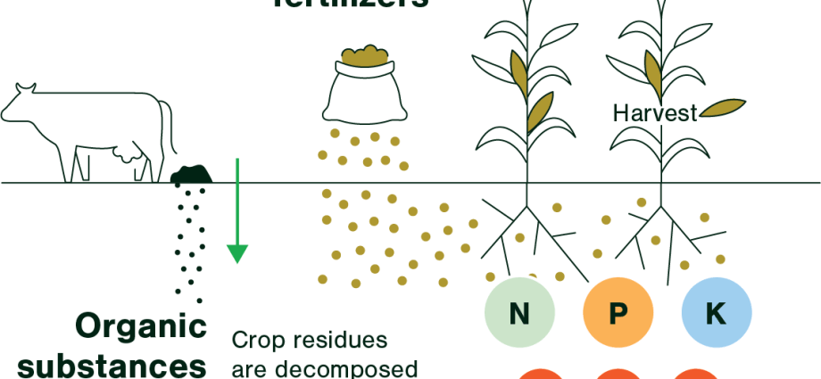 Potassium sulphate: use as a fertilizer, properties of the substance