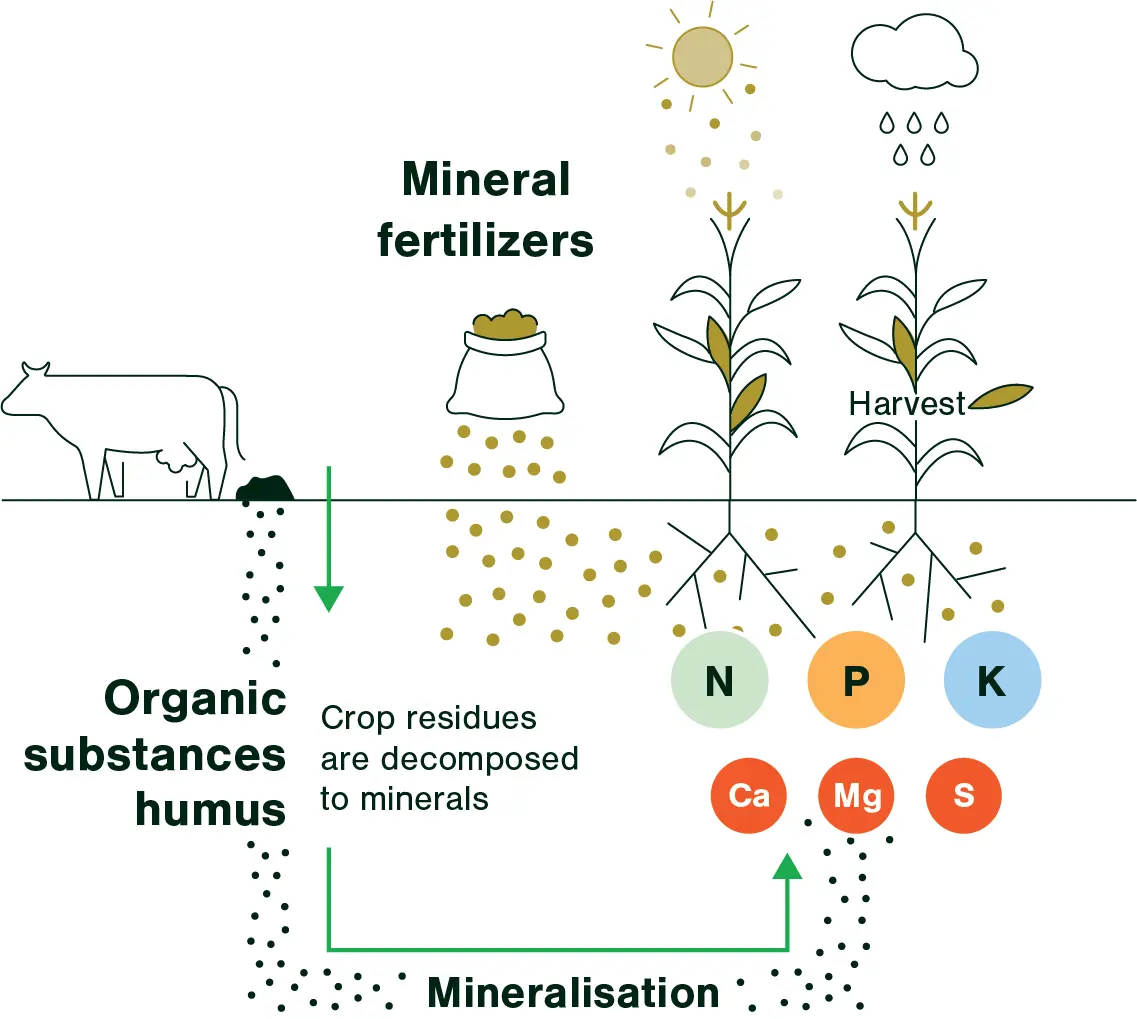 Potassium sulphate: use as a fertilizer, properties of the substance