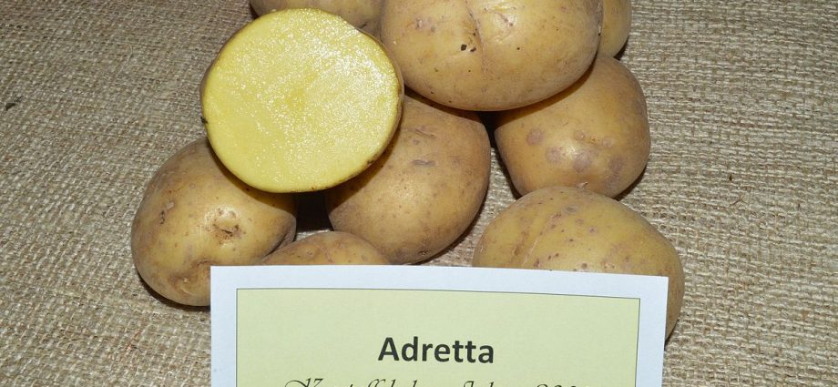 Potato Adretta