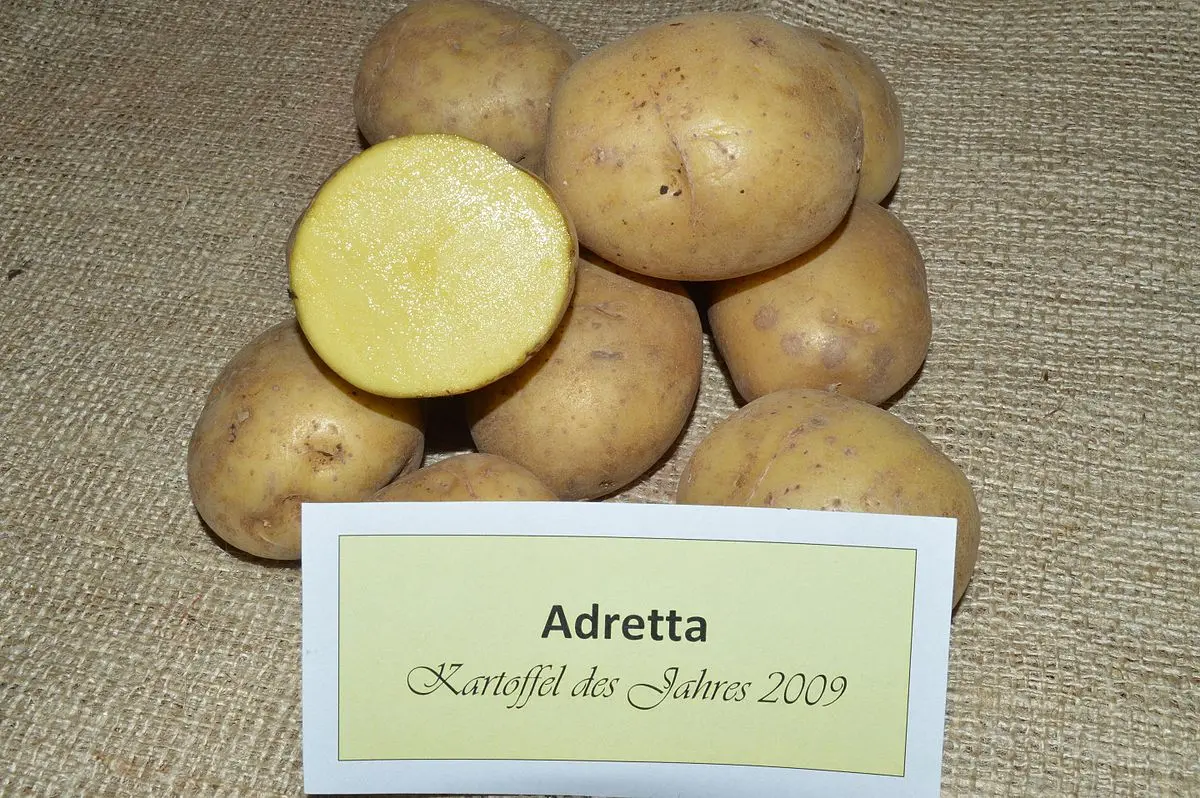 Potato Adretta