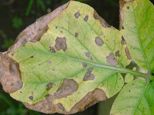 Potato Alternariosis: photo, description and treatment 