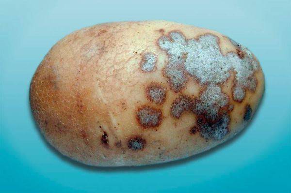 Potato Alternariosis: photo, description and treatment 