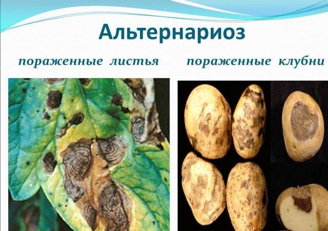 Potato Alternariosis: photo, description and treatment 