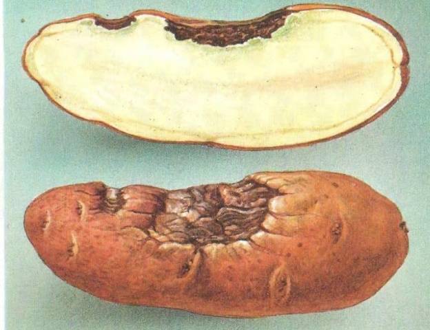 Potato Alternariosis: photo, description and treatment 