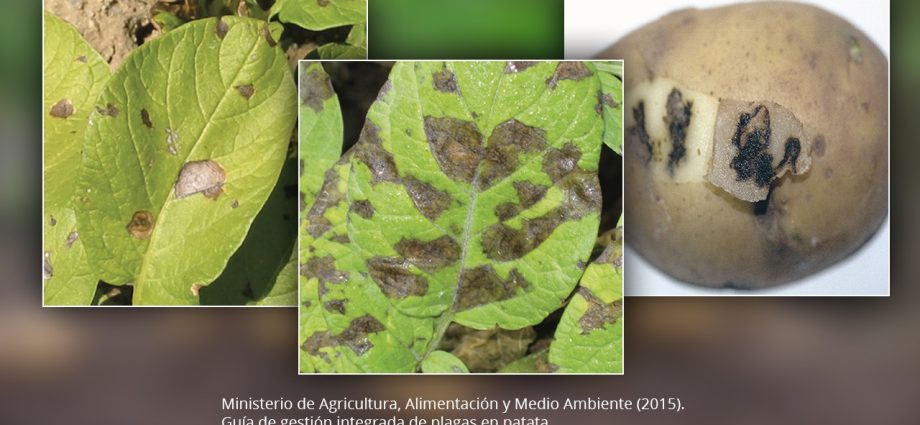 Potato Alternariosis: photo, description and treatment 