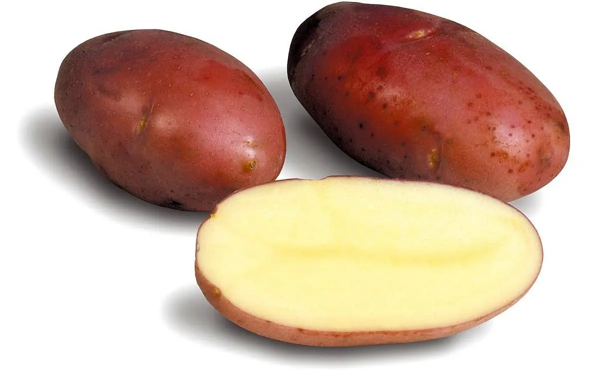 Potato Asterix