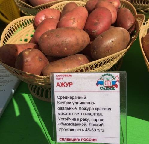 Potato Azhur