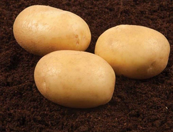 Potato Banba: variety description, reviews