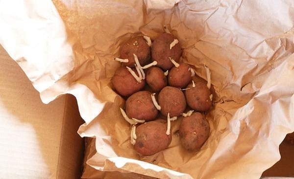 Potato Banba: variety description, reviews