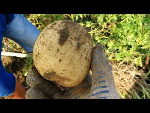 Potato Banba: variety description, reviews