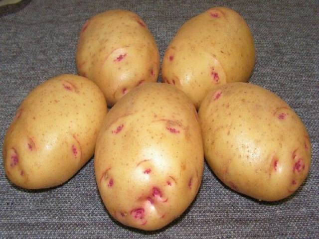 Potato Barin: variety characteristics, reviews