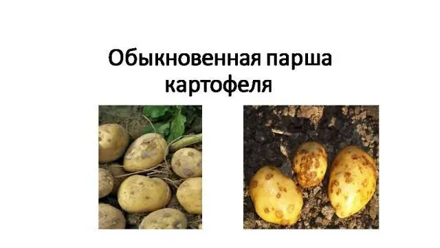 Potato Barin: variety characteristics, reviews