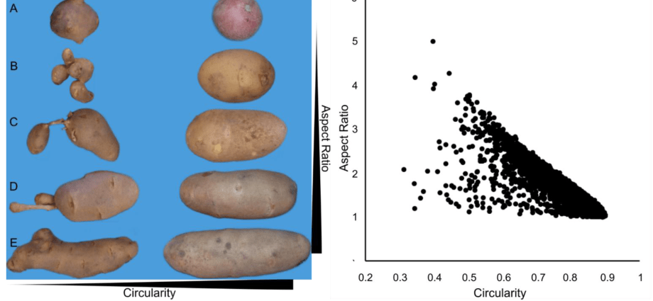 Potato Barin: variety characteristics, reviews