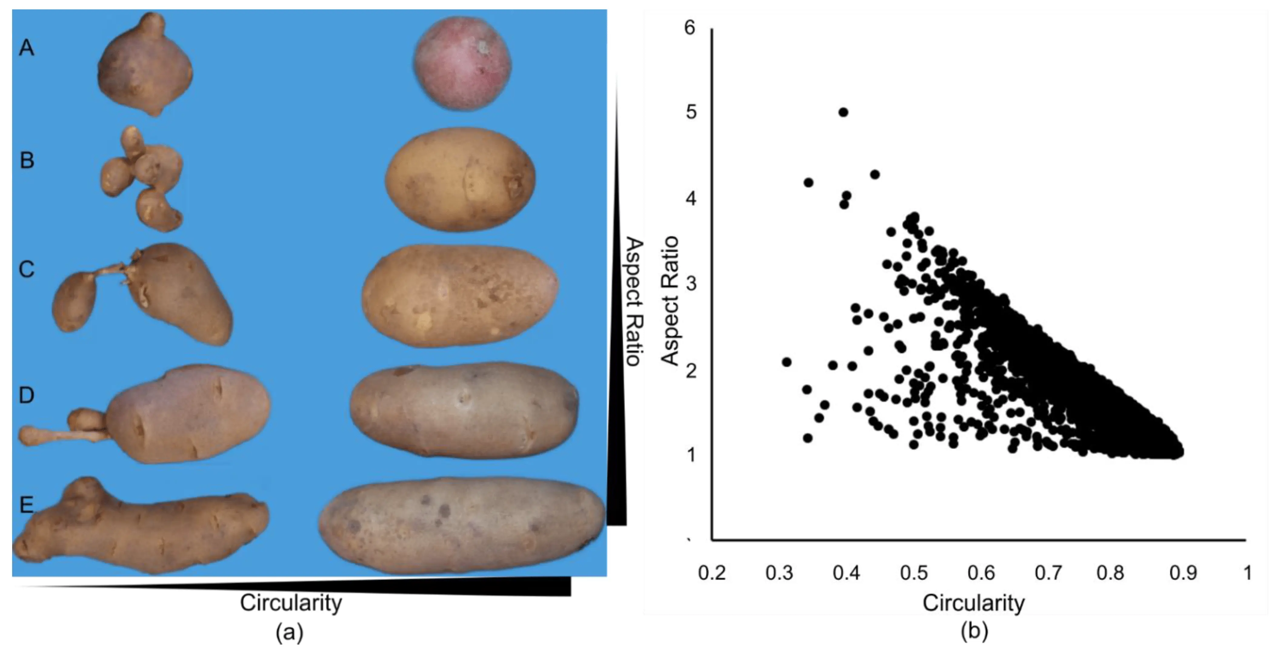 Potato Barin: variety characteristics, reviews