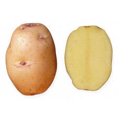 Potato Baron