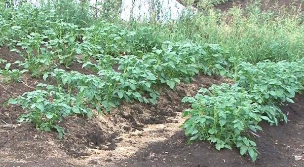 Potato Breeze: variety characteristics