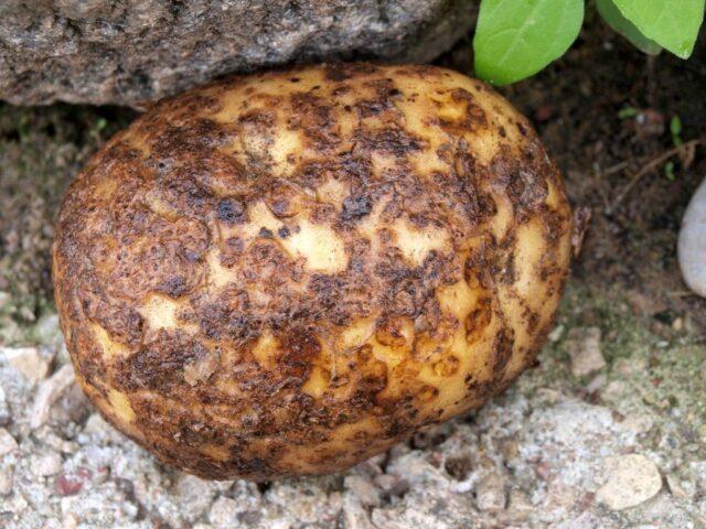 Potato cancer: a photo, what it looks like, what is dangerous for humans